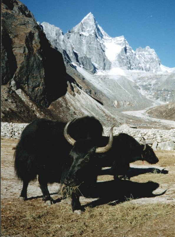 Mt. Kyajo Ri from Maccherma Village in Gokyo Valley