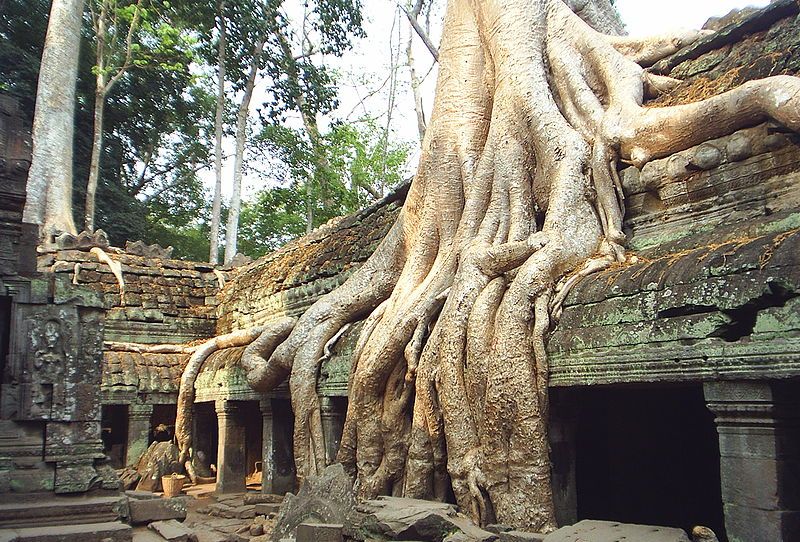 Tree Roots overgrowing Ta Prohm Temple at Siem Reap in northern Cambodia