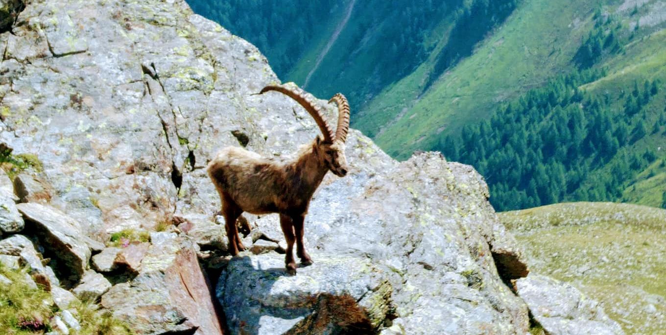 Alpine Ibex