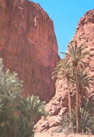 Todra Gorge in the sub-sahara