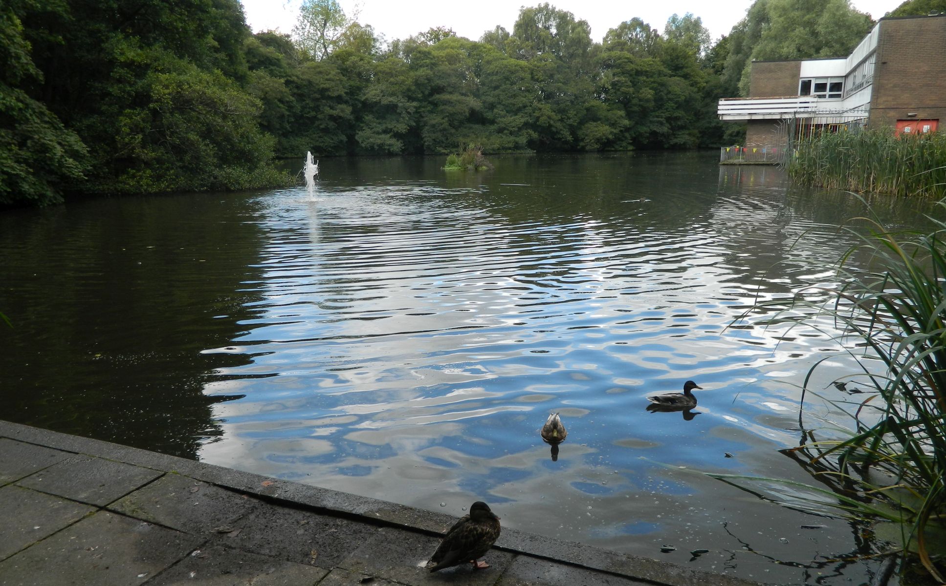 Duck pond at Milngavie Library