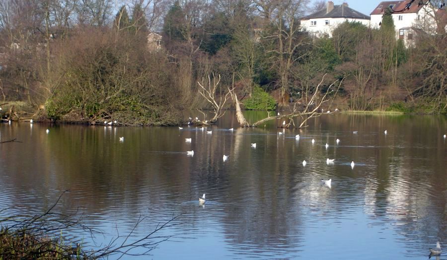 Kilmardinny Loch in Bearsden