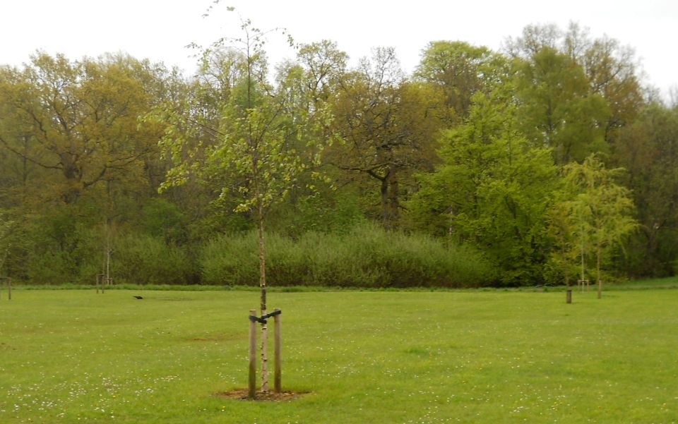 Kilmardinny Woods from playing field at Stockiemuir Avenue