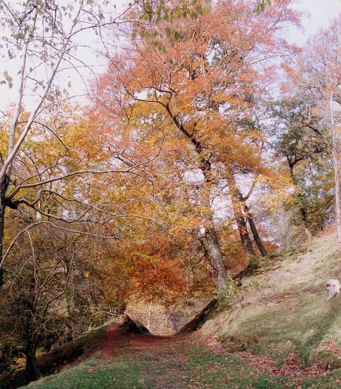 Campsie Glen