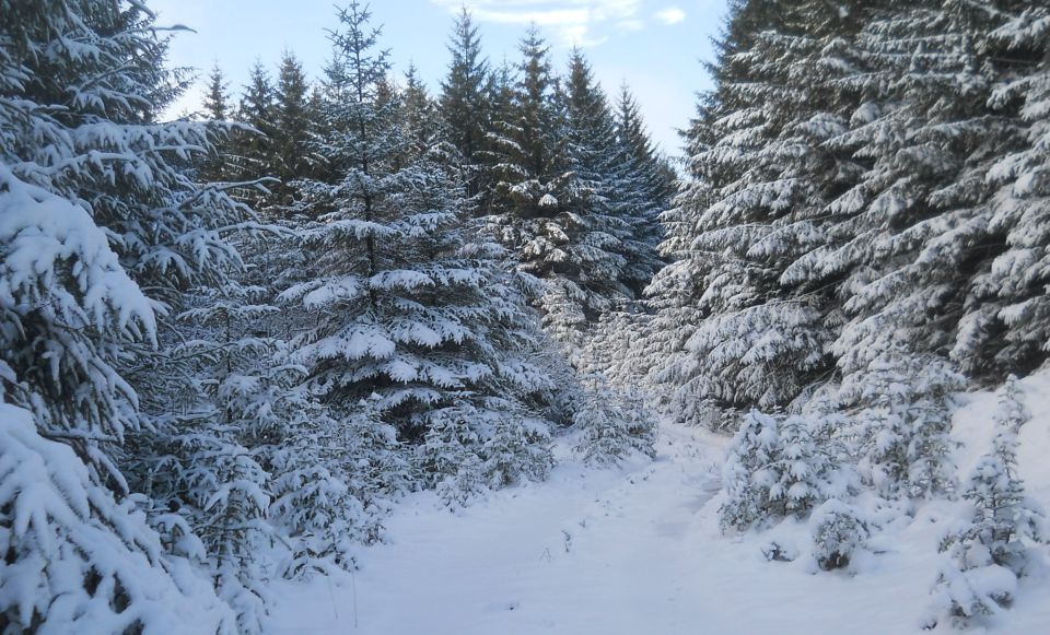 Track through forest on the Campsie Fells