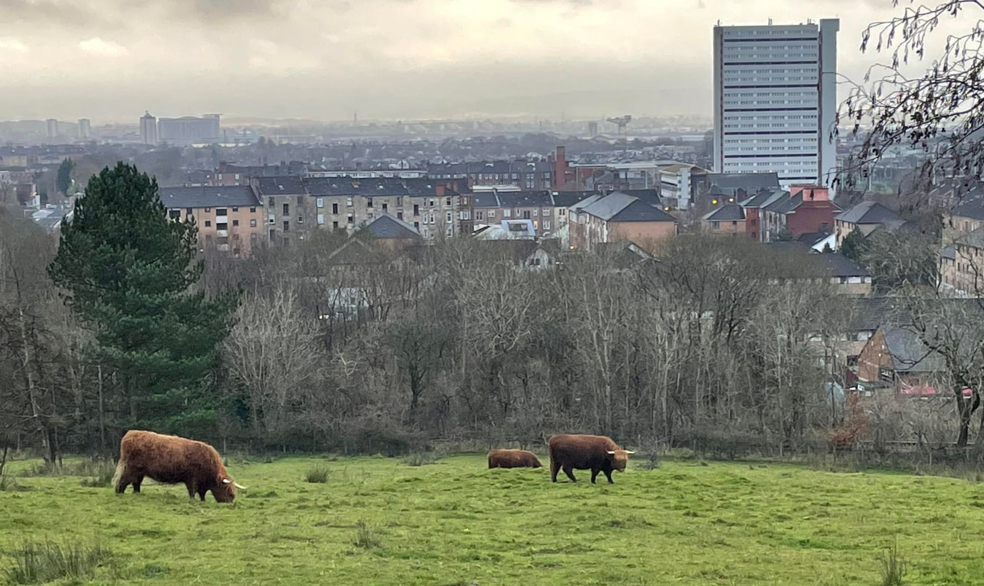 Highland Cattle in Dawsholm Park