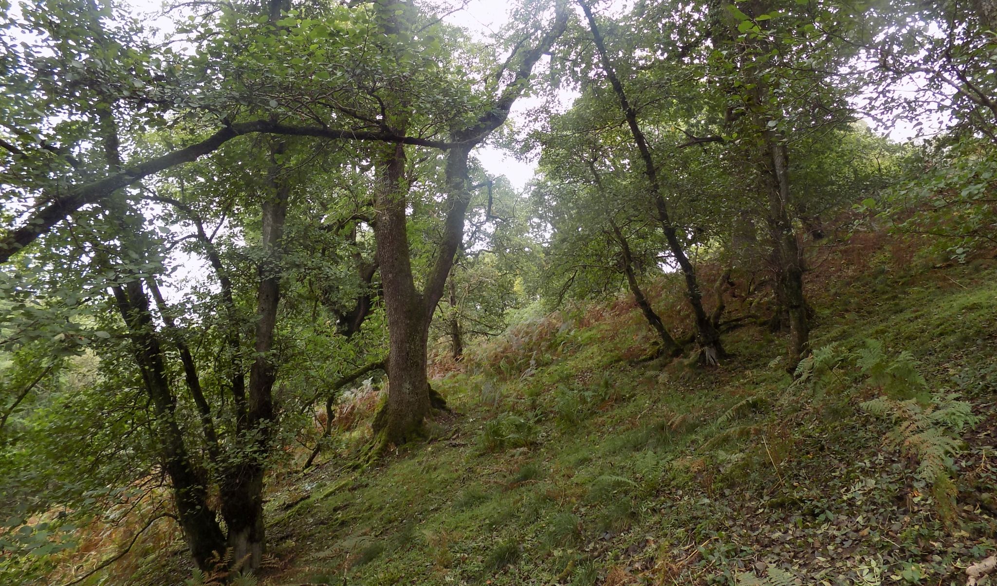 Valley at north end of Quinloch Muir