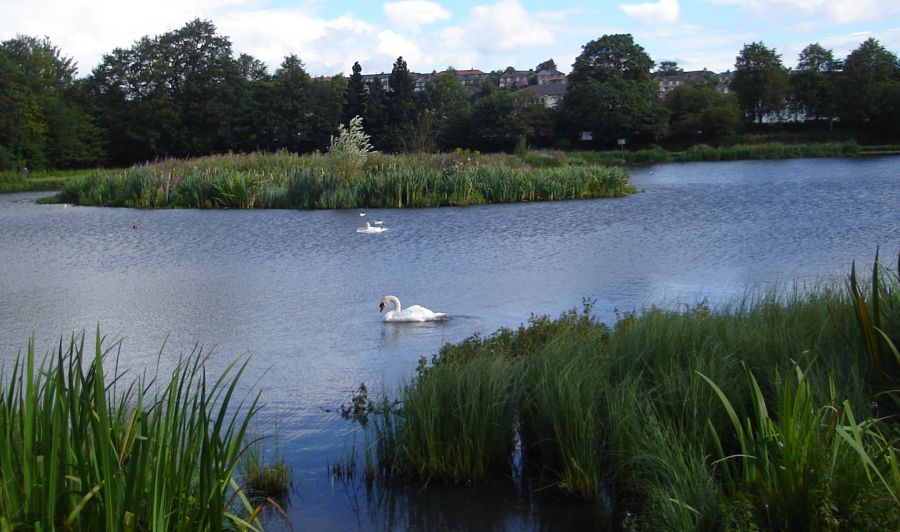 Bingham's Pond in Great Western Road