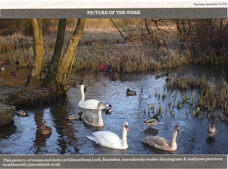 Swans and Ducks at Kilmardinny Loch in Bearsden