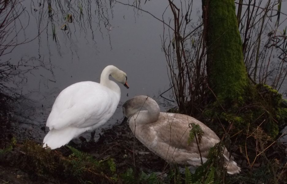 Swans at Kilmardinny Loch in Bearsden