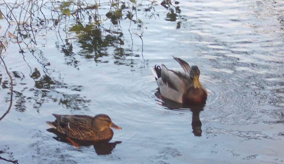 Ducks at Kilmardinny Loch in Bearsden