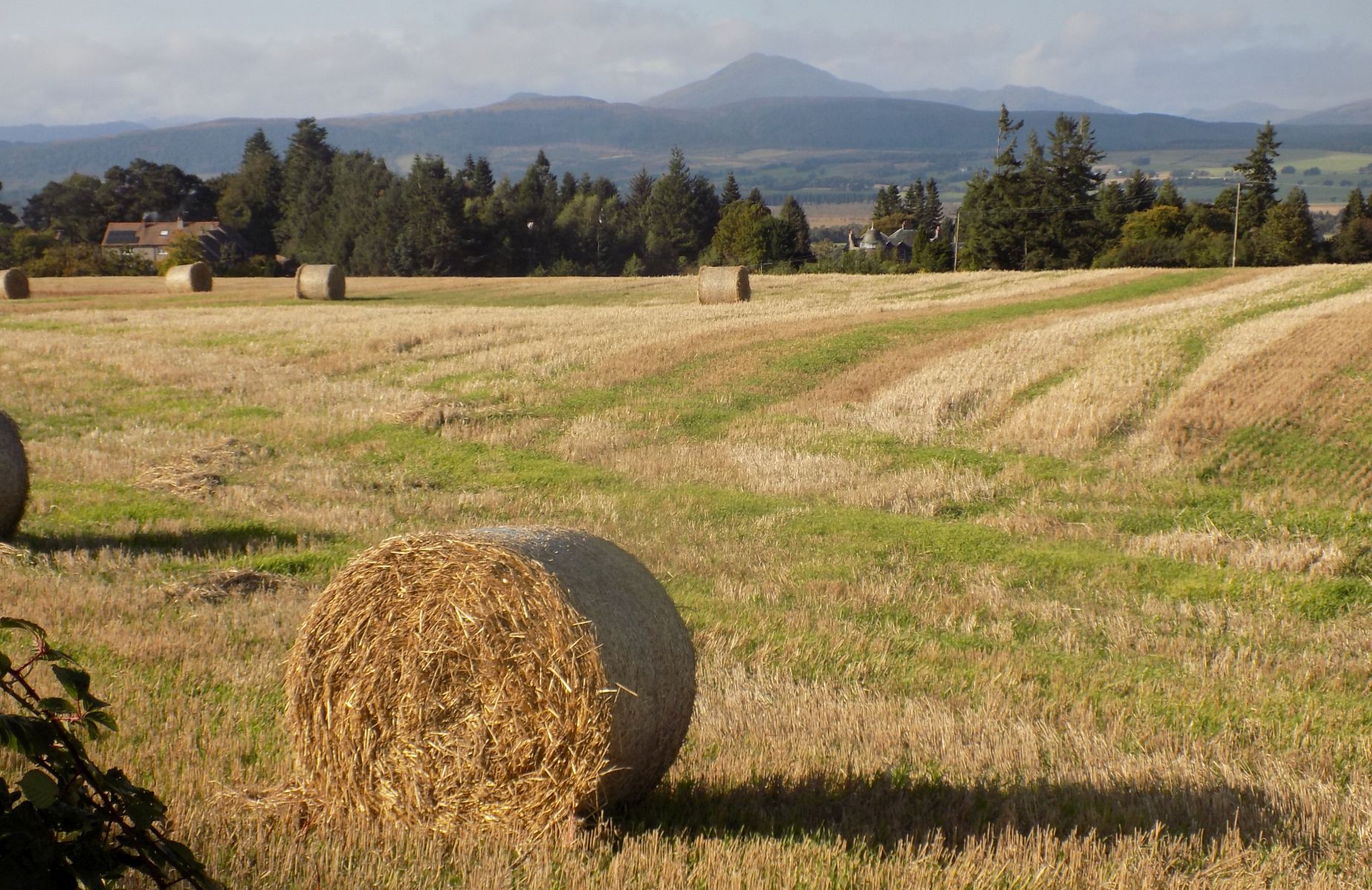 Ben Lomond from Burnside Road in Kippen