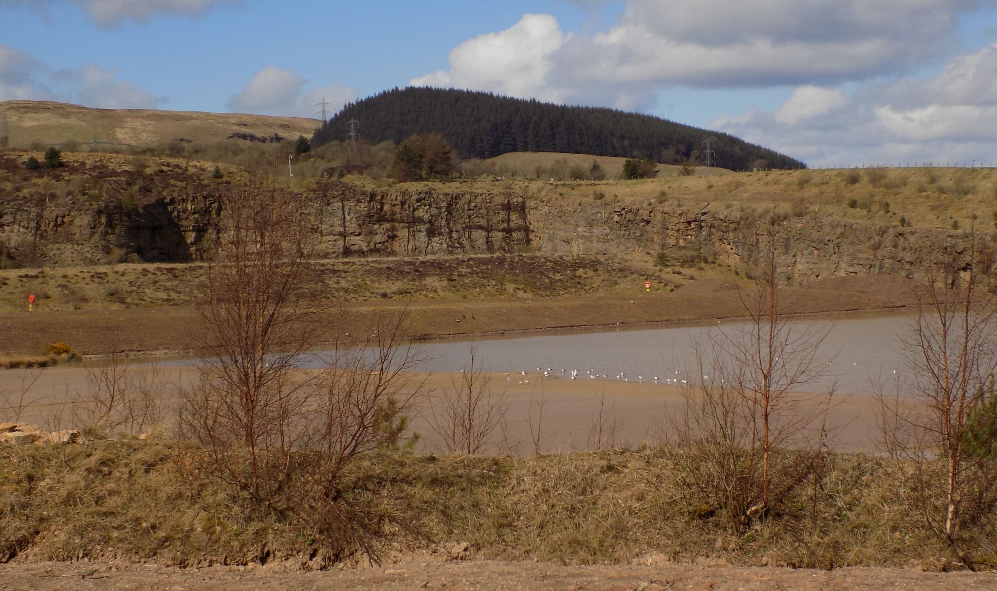 Kilpatrick Hills from Mains Wood