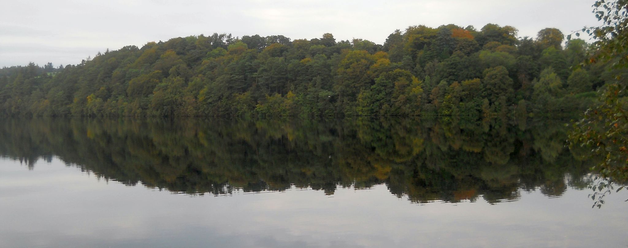 Trees above Mugdock Reservoir