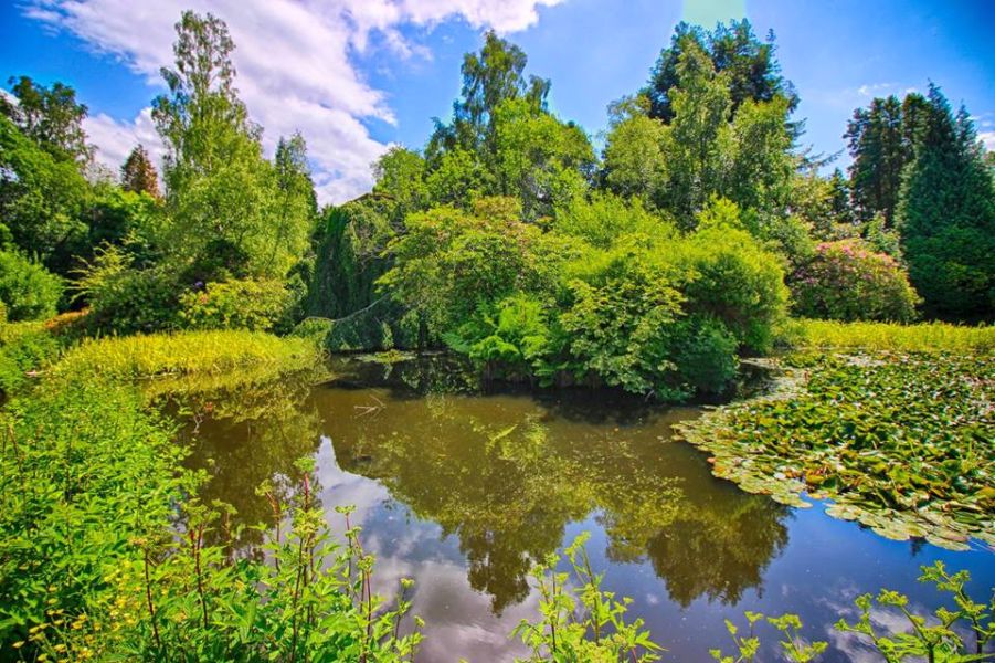 The Lily Pond in Rosshall Park