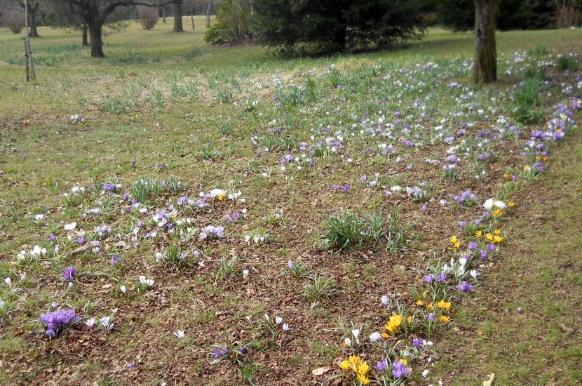 Crocus in Rouken Glen Park